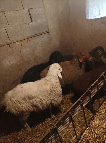 Баран, овца: Продаю | Ягненок | Для разведения — 14