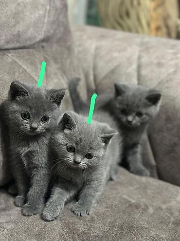 Pişiklər: Qızıl şinşilla — 5