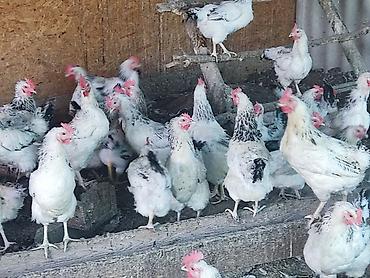 вязка коты: Продаю | Куры | Для разведения — 6