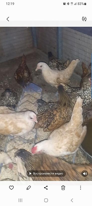 Куры, петухи: Продаю | Куры | Для разведения — 4