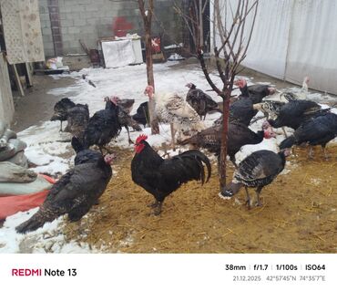 Индюки: Продаю | Индюшка (самка) | Для разведения | Племенные — 5