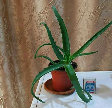 Другие комнатные растения: Хлорофитумы. распродажа Хлорофитум - можно по праву назвать — 13