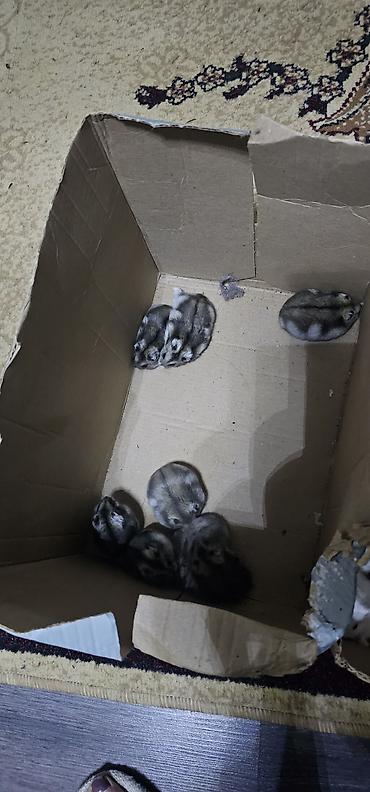 Gəmiricilər: Hamsterlər (Djungarian tipli) - Rənglər: ağ, boz və qarışıq naxışlı — 4