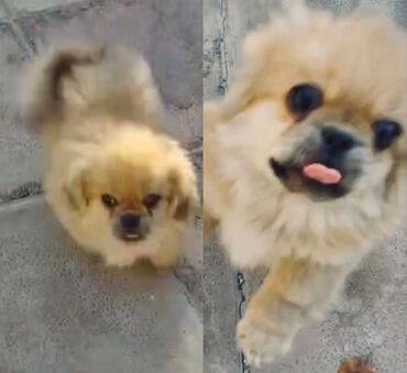 böyümeyen itler: Pekines, 2 ay, Erkek, Peyvəndli, Ünvandan götürmə