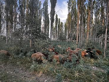 эшек сату: Сатам | Козу, Кочкор (эркек) | Көбөйтүү үчүн — 3