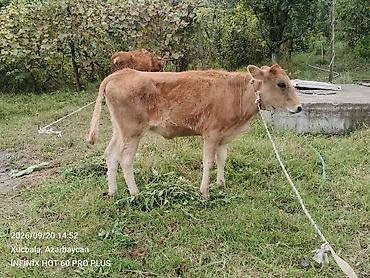 korella quşu acıq sarı 45 azn: Dana, buzov, Dişi, ay: 6, Ətlik — 4