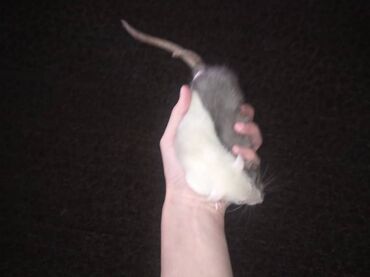 Крысы: Предлагаются к продаже очаровательные маленькие крысята различных — 9