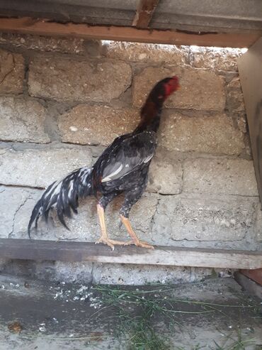 heyrati balasi: Xoruz, Heyratı, il: 1