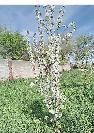 8 соток