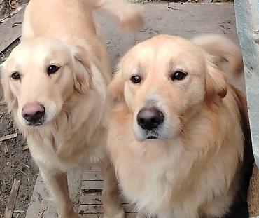 pişik yemi qiyməti: Retriever — 1