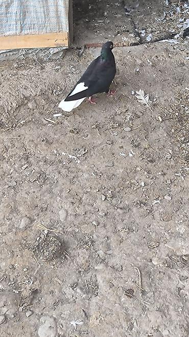 tap az goyercin satisi: Ağ quyruq ərkək satılır barter yoxdu fikri ciddi olan narahat elesin — 1