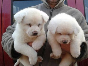 Akita Puppies cute Akita Puppies for sale Mother been brought up with
