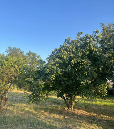 Torpaq sahələrinin satışı: 10 sot, Tikinti, Mülkiyyətçi, Kupça (Çıxarış) — 1