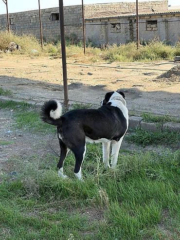 ovcharka balasi satilir: Qurdbasar, 2 il, Dişi, Peyvəndli, Rayonlara çatdırılma — 4