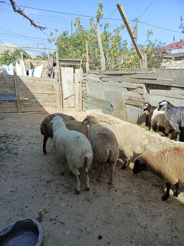 xoruzun nece rengi var: Quzu, Erkək, Qala, ay: 1, 30 kq, Damazlıq, Ətlik, Ünvandan götürmə