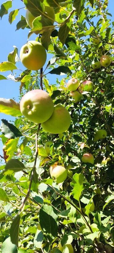 Сельхоз предприятия: Продаю Ферма КРС, 330 соток, Действующий, С оборудованием, Холодная вода, Электричество — 17