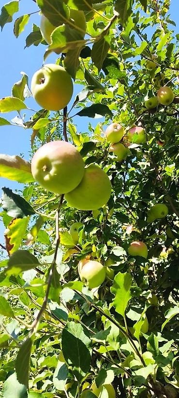 Продажа участков: 330 соток, Для сельского хозяйства, Договор дарения — 18