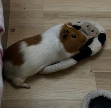 sahiblənmə: 🐹 Erkək dəniz donuzumu sahibləndirmək istəyirəm. 🤎 Yaşı: 1 yaş 7 — 1