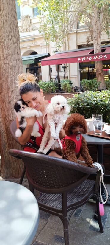 İtlər: Pudel, 3 ay, Erkek, Peyvəndli, Ünvandan götürmə — 12