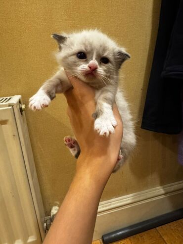 Pişiklər: Erkək, Dişi, Yaxşı əllərə, Ünvandan götürmə, Pulsuz çatdırılma — 3