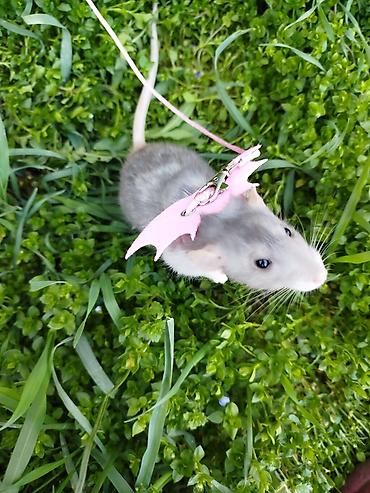 Зоотовары: Продаются клетки 47.28.46. гамаки 250 сом, домики 250 сом поильники — 13