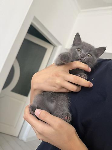 котята британские: Отдам котенка в заботливые руки. - Порода: короткошёрстный — 3