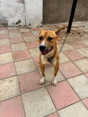 ingilis setter it cinsinin digər adı: Pitbul, 7 ay, Erkek