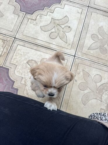 İtlər: Pekines, 3 ay, Dişi, Peyvəndli — 8