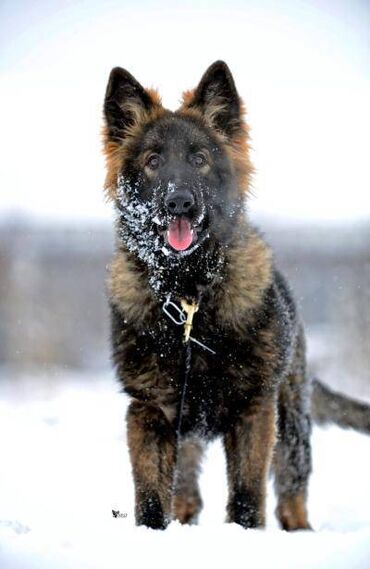 Psi: CEZAR KING Star 18 meseci. Otac: HEKTOR VOM YUGERLAND Majka: BRERA — 15