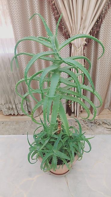 сок алое: 🌿 Продаю взрослое лечебное алоэ вера! 🌱✨ 📏 Высота: 60 см 🎂 Возраст: 8 — 5