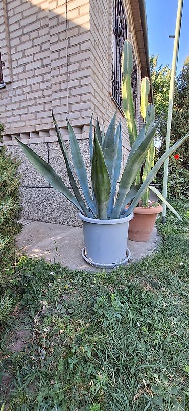 кончи: Агава американская (Agave americana) в горшке - Крупное декоративное — 7