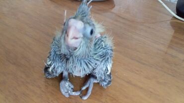 канарейка птица: Подрастают малыши корелл ручные