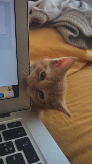 сибирский кот цена: Ищу котёнка
г.Ош