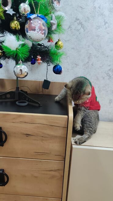 Pişiklər: Qızıl şinşilla, Erkək, Yaxşı əllərə, Ödənişli çatdırılma — 8