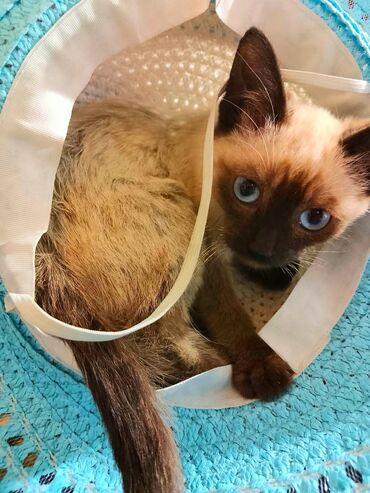 сиамский кот цена: Милый котенок с голубыми глазами, характерной для сиамской породы