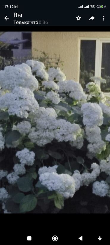 Садовые цветы и кустарники: Саженцы цветка: Флоксы — 16