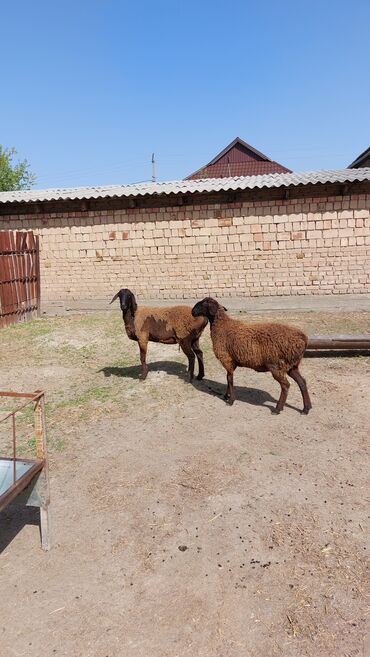 купить овец: Ассаламуагалейкум продаётся 2 головы Порода баран возраст по 2 года 2