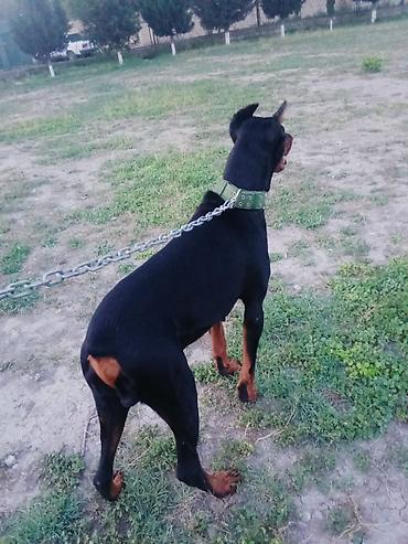 qara toyuq sortu: Doberman, 2 il, Erkək, Peyvəndli, Ödənişli çatdırılma, Ünvandan götürmə — 3