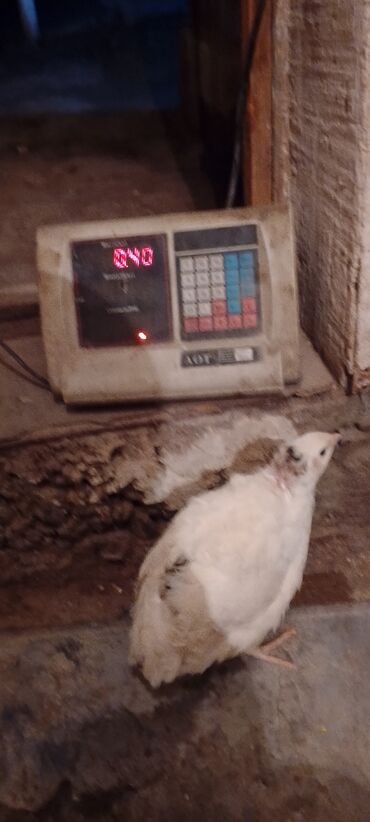 Куры, петухи: Продаю | Инкубационные яйца | Для разведения — 4