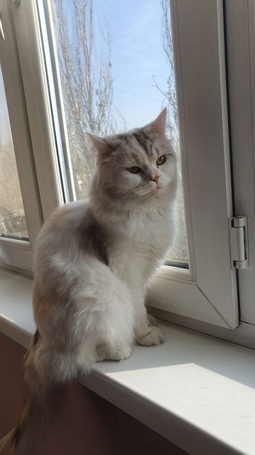 скоттиш страйт шотландская прямоухая кошка: 1 жаш, Ургаачы, Лотокко барууга үйрөтүлгөн, Курттардан тазаланган, Эмделген