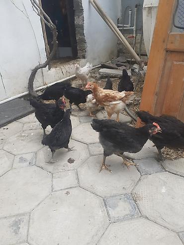 Toyuq cücələri, Ətlik