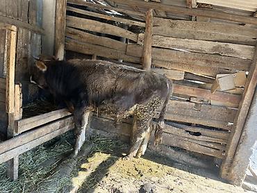 молочные телята: Продаю | Бык (самец) | Полукровка | На откорм — 3