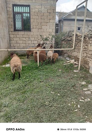 disi alabay: Salam 6 baş damazlıq təmiz cins heyvanlardı. 2 qoyundan biri qocadı — 1