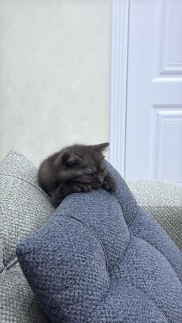 Кошки: Шотландская, Самка, Самец, В добрые руки, Бесплатная доставка, Платная доставка, Доставка в районы — 8