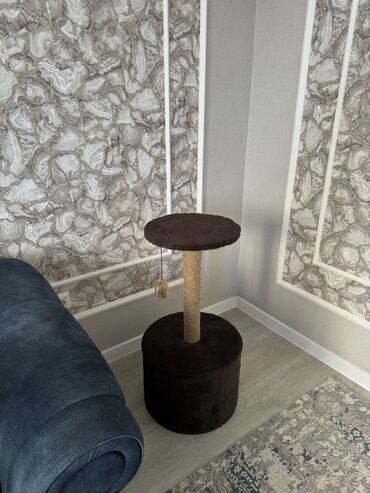 домашний кролик: Продаю за 2500