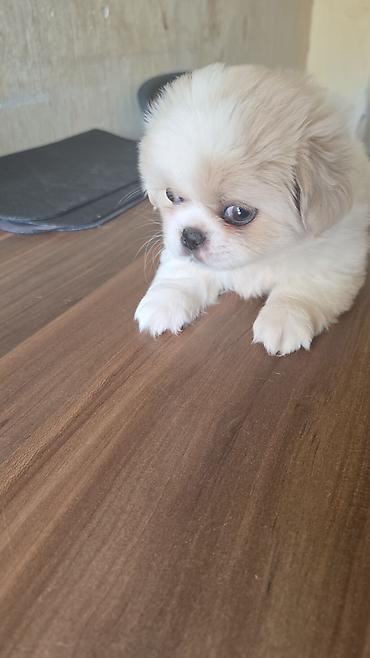 Pekines lalafo.az -da Pekines