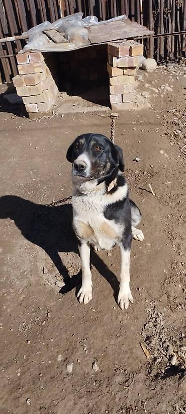 Другая автоэлектроника: Продаю контроллер 96-120 v 8- 15 kw с программным обеспечением,ЭБУ — 16