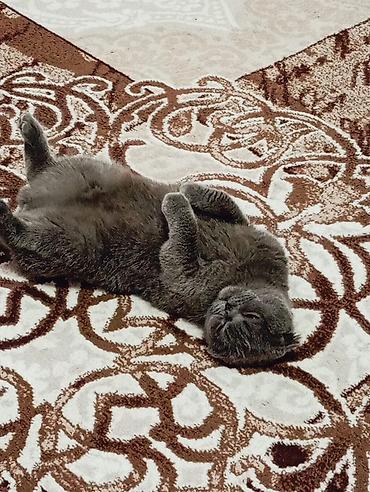 Продажа кошек: Шотландская вислоухая кошка (Scottish Fold), окрас голубой. Вместе — 4