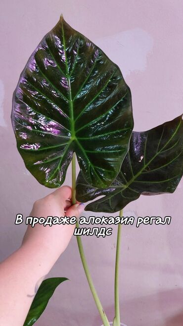 Алоказии: Продаю алоказии: Кукулата white lace 2500 сом кукулата ауреа вар 800