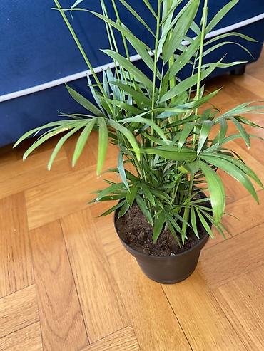 plasticne kucice: Sobna palma – Chamaedorea elegans (Parlor Palm) - Ukrasna zelena — 2